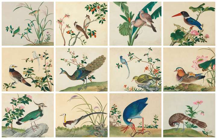 A Group of Twelve Paintings of Southeast Asian Birds